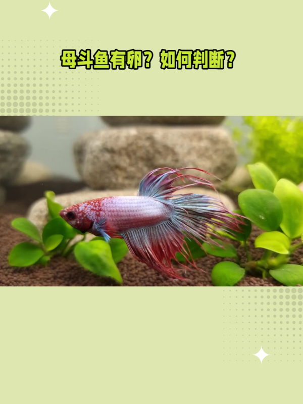 揭秘:如何判断母斗鱼是否有卵?