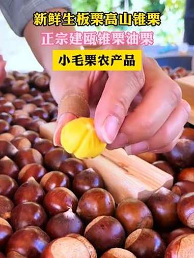 建瓯高山锥栗 建瓯锥栗 板栗 农产品