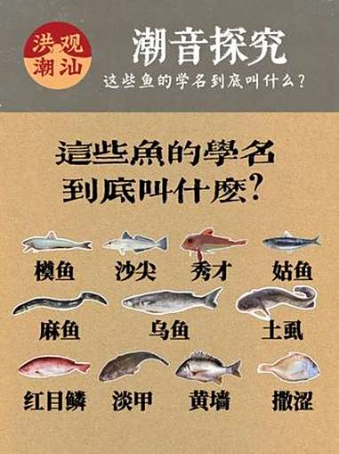潮音探究(十六)潮汕话里的“硬鱼”、“沙尖”、“黄墙”究竟是什么鱼?一口气带你认识这些鱼的
