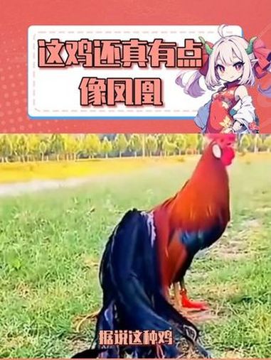 这鸡还真有点凤凰那味了 鸡 长尾鸡 万万没想到 内容启发搜索