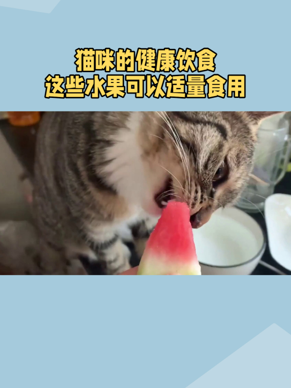 猫咪的健康食谱:哪些水果是安全的?