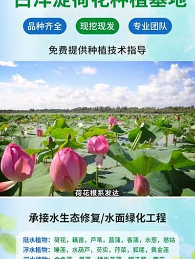 黑龙江省鸡西市观赏荷花品种 吉林省辽源市荷花苗那里有 运城市荷花藕苗 九江市荷花苗栽种方法