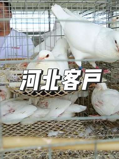 河北客户远道而来,参观考察天成鸽业种鸽繁育基地 养鸽人 家禽养殖 肉鸽养殖 高产种鸽 天成