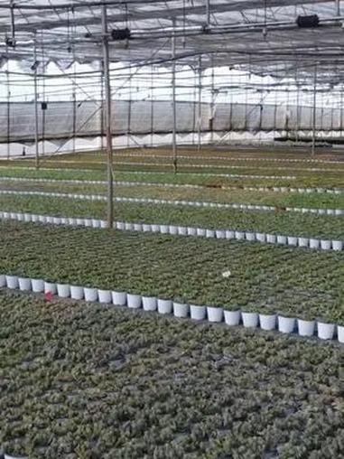 治愈系植物,可爱的多肉,也能开启乡村振兴之路!彩云汇 2024年云南省创新创业大赛  绿美