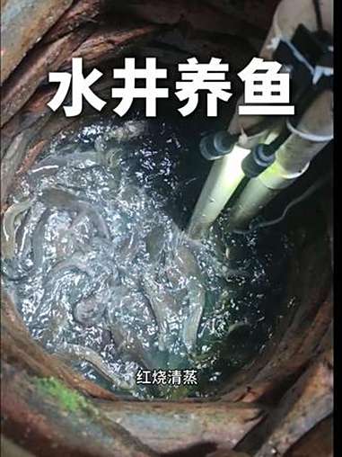 希望房东没刷到我这个视频 古法养鱼 水井养鱼 钓鱼 观赏鱼 埃及鲶鱼