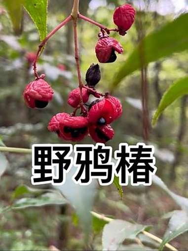 野鸦椿又名鸡肾果 鸡眼睛等 红果子 植物生长的过程科普 每天认识一种植物 植物知识 了解更
