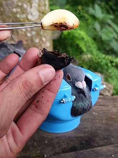 给鸽子喂大蒜 烧烤美食 鸽子的营养和功效与作用 鸽子养殖技术