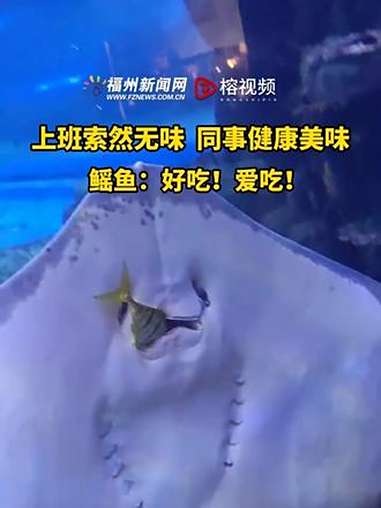 上班基础,同事就不基础!黄金鲹:我同事呢?鳐鱼:嘿嘿,嘴里!趣闻 有趣 上班 打工人 有意