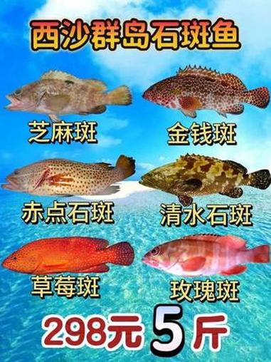 西沙群岛石斑鱼298元5斤 宠粉的时刻终于到了,核算下来不到60元一斤,全部都是西沙群岛海