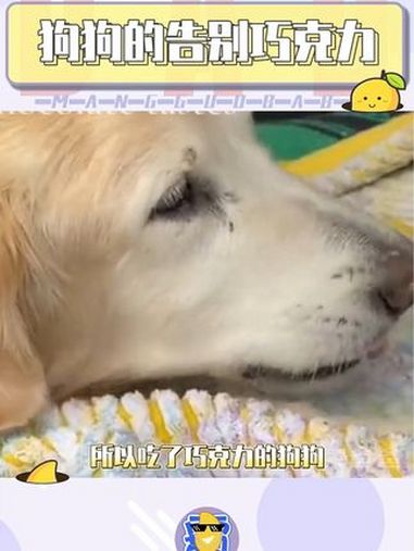 是毒药又是蜜糖,狗狗吃了巧克力幸福的去天堂吧 狗狗 巧克力 萌宠 告别 安乐死