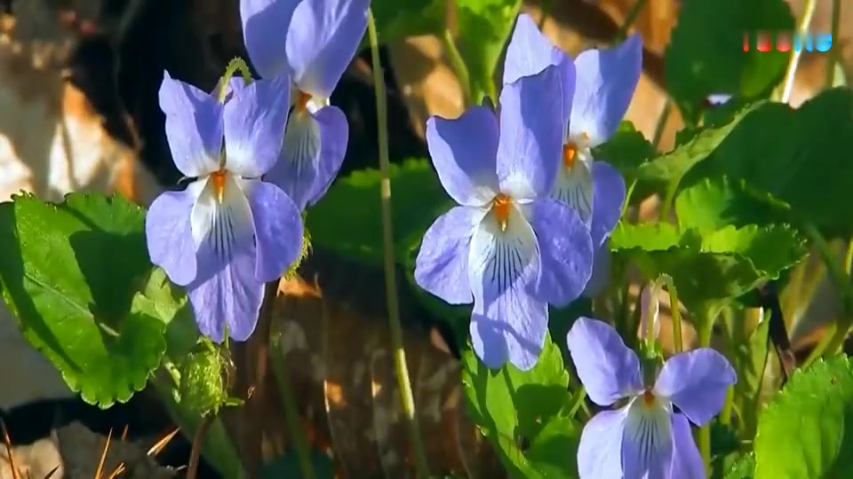 [图]吉他——樱花变奏曲