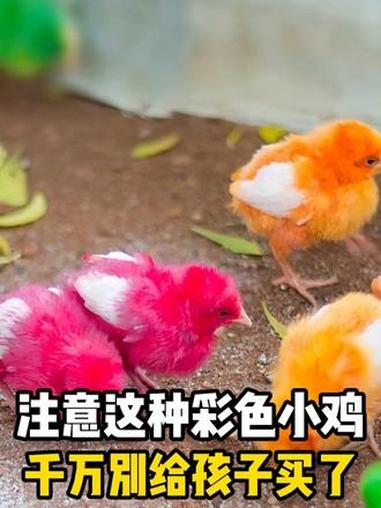家长注意千万别再给孩子买这种彩色小鸡了 科普 涨知识 知识科普 孩子教育 科普一下