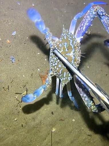 渔民海底赶海能抓到什么海货 赶海 渔民日常 海底捕鱼