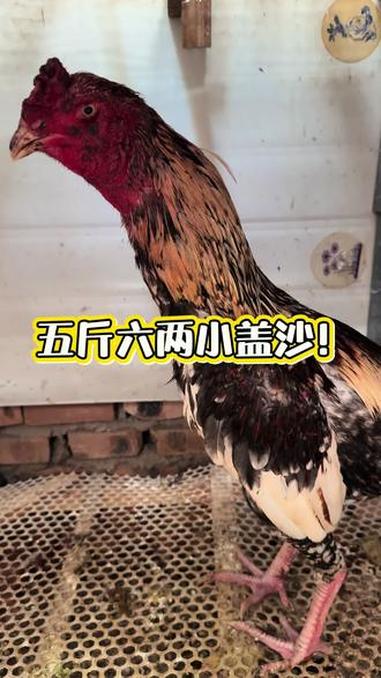 五斤六两小盖沙!#斗鸡文化 #斗鸡养殖 #斗鸡 #斗鸡爱好者