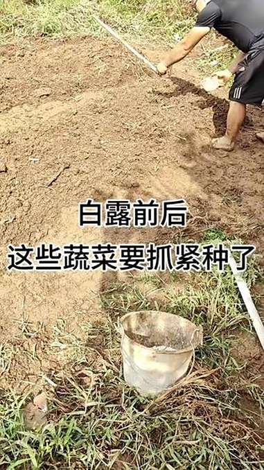 明天白露,这些秋冬季蔬菜要开始种了 种菜 菜园 农村生活 种菜小技巧 种菜要有种菜的样子
