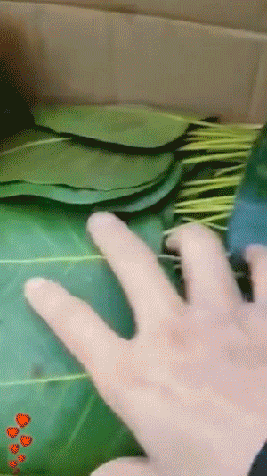 真香福利第811期 单身久了看条狗都眉清目秀