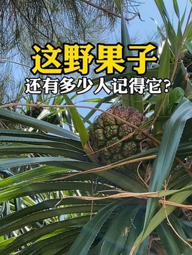有多少人吃过这野果子?80、90后的小伙伴们,小时候吃过这野果子吗?还有多少人知道它的名字