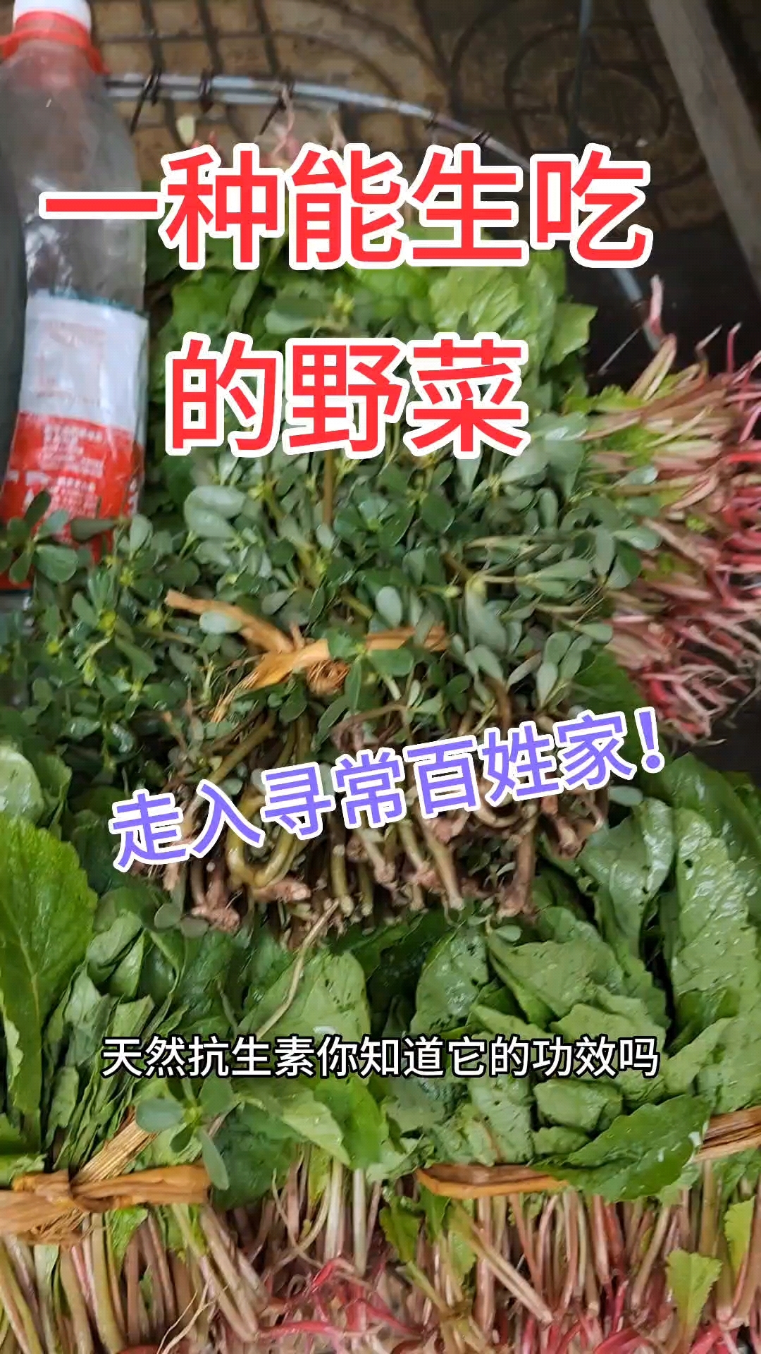 一种能吃的野生菜