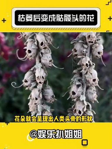 枯萎后变成骷髅头的花 金鱼草 小说素材积累 oc 娱乐评论大赏 花卉绿植