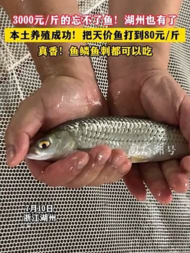 3000元/斤的忘不了鱼！湖州也有了！（记者：贾烨 制作：垚垚）