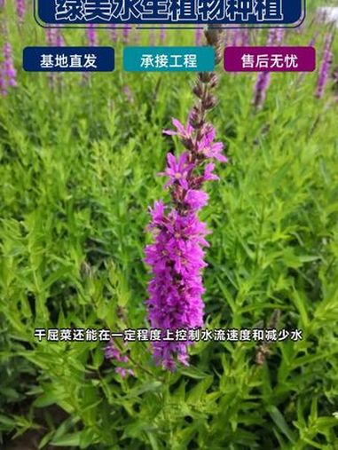 安阳市千屈菜多少钱 内蒙古自治区千屈菜种植基地 商洛市千屈菜种植基地 湖州市千屈菜多少钱一