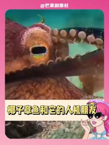 起猛了,在纪录片里磕到友情CP了 友情 CP 动物世界 章鱼 海洋生物