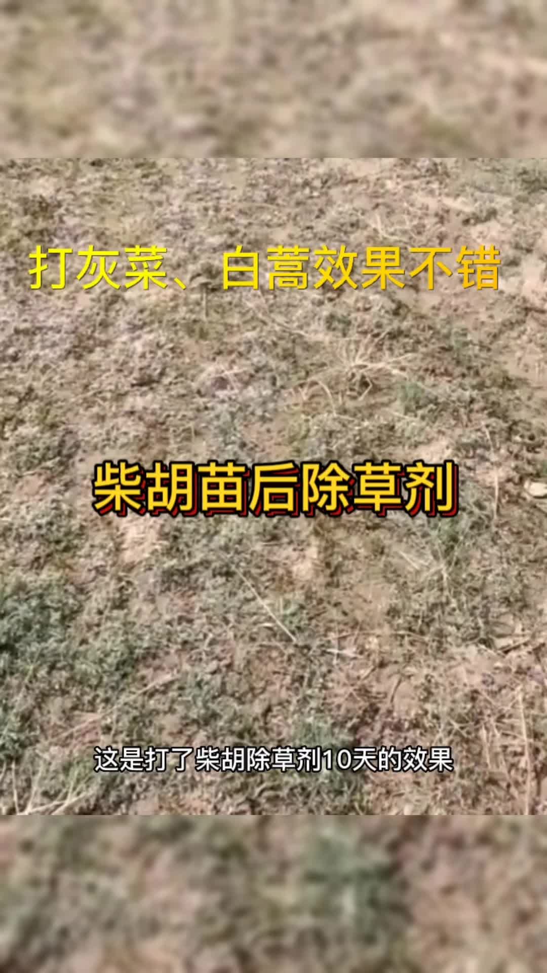 柴胡种植