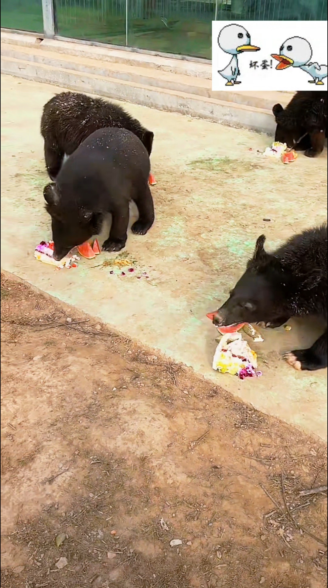 小熊出来吃蛋糕咯