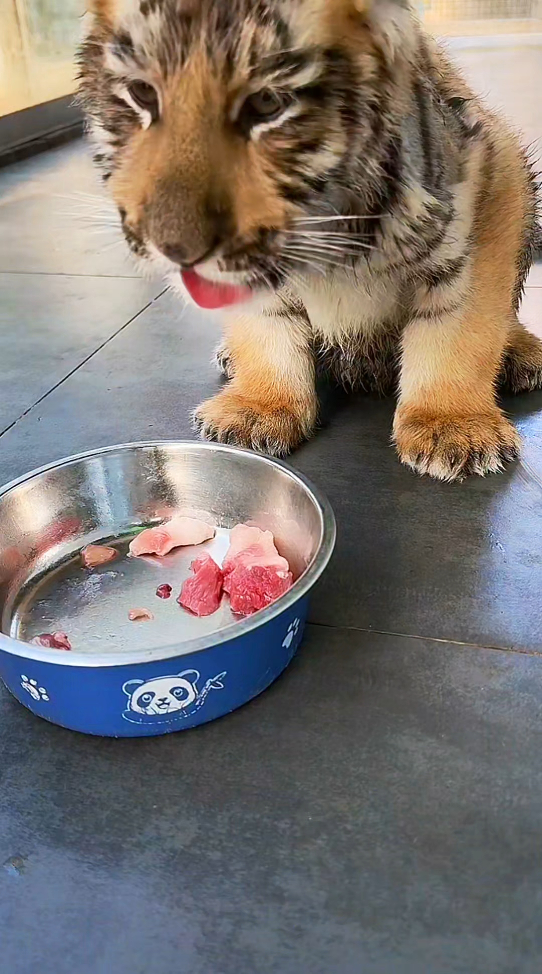 小老虎吃肉吃的好香啊