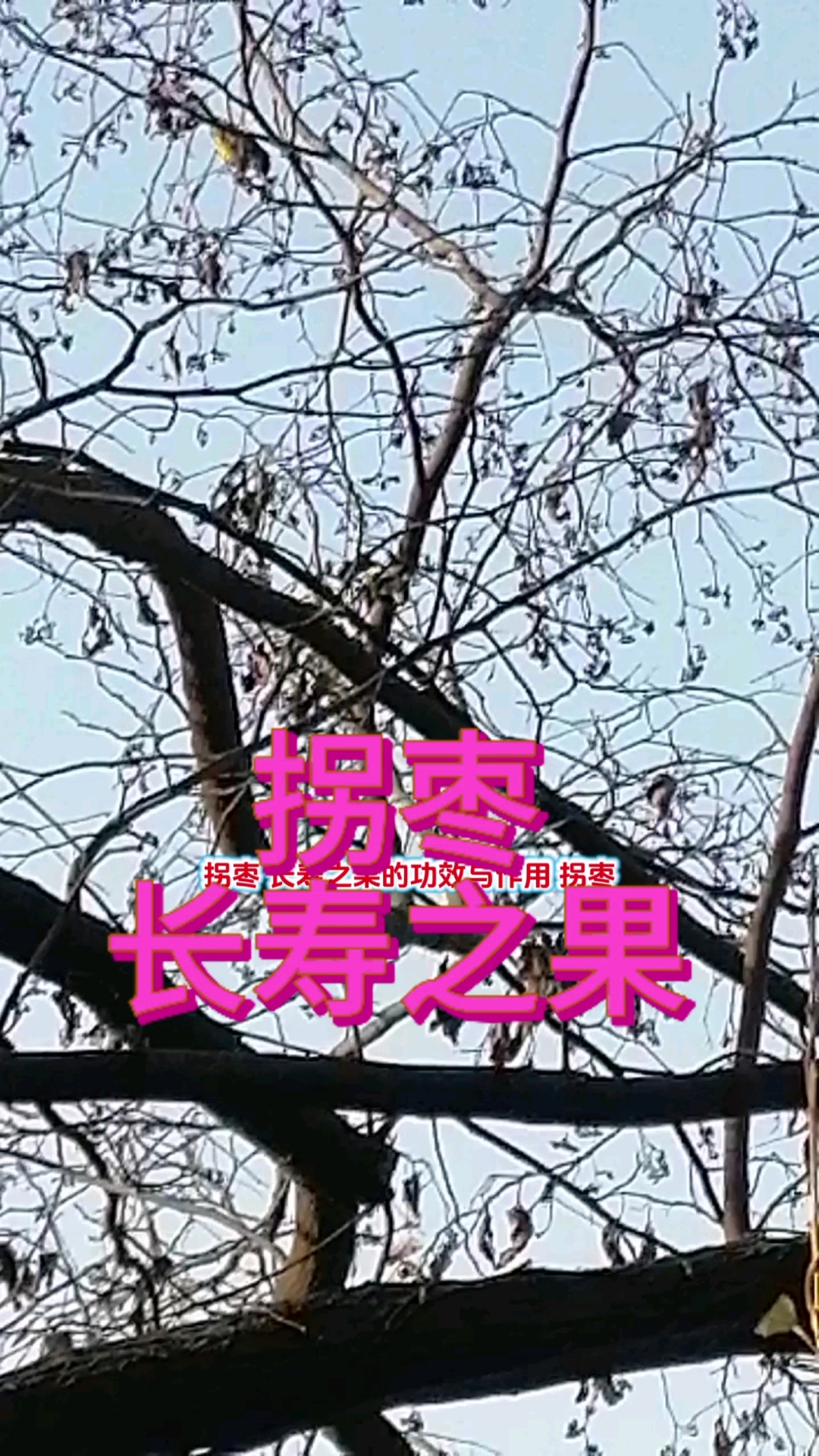 #快乐的小鸟 爱吃长寿果 #又名拐枣鸡爪 养生保健 与妳共享