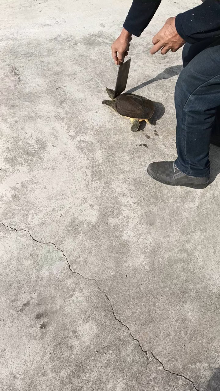 怎么杀甲鱼