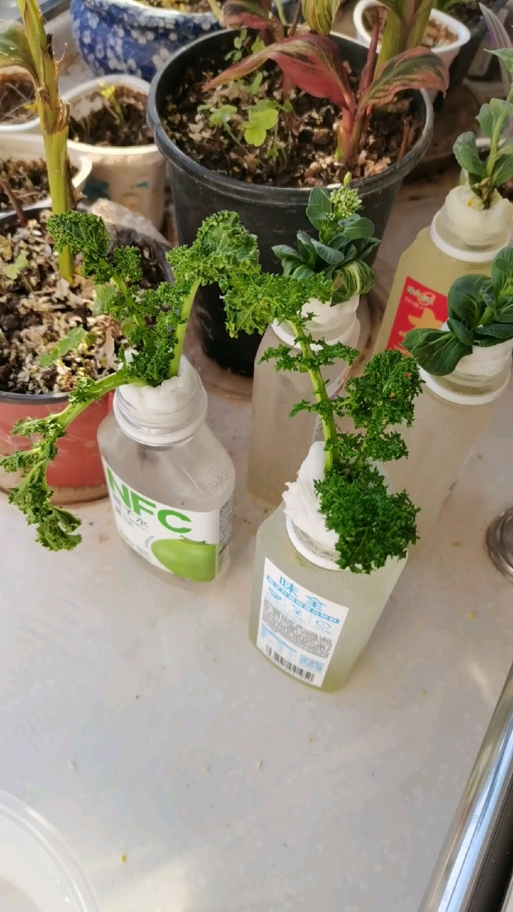 水培花叶苔菜——初登场