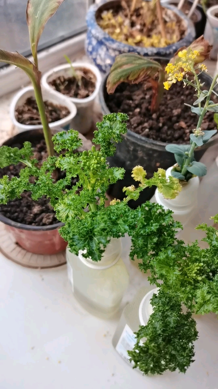 水培花叶苔菜——已现蕾待开花