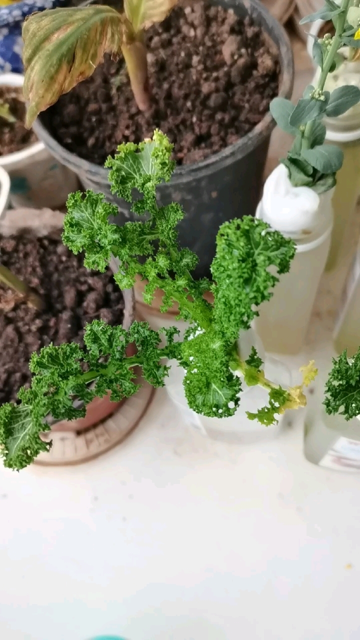 水培花叶苔菜——生根展叶