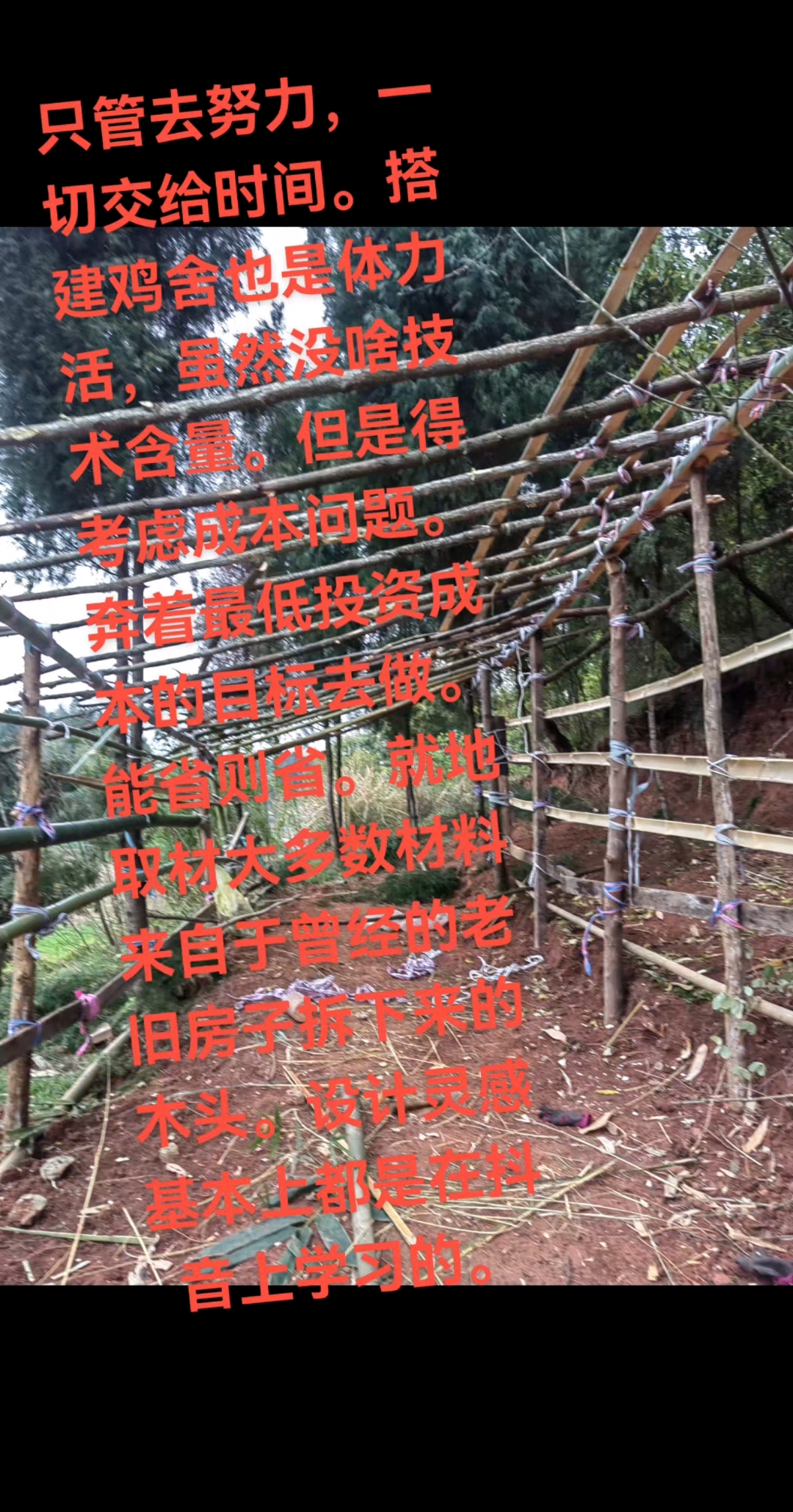 搭建鸡棚,只管努力,好运会不期而遇