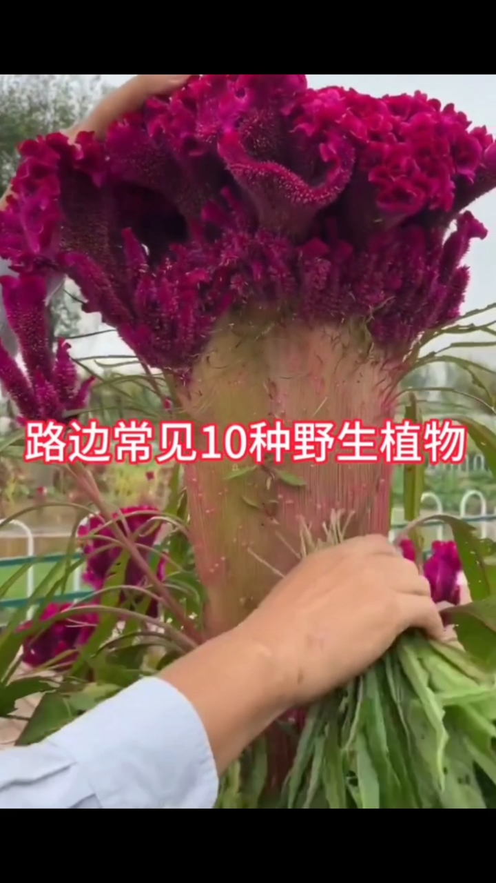 我们叫它鸡冠花,