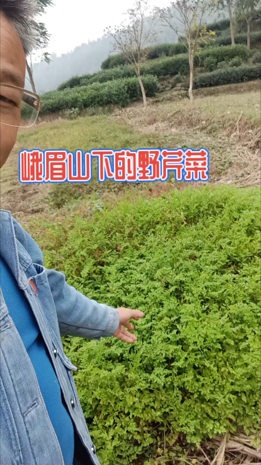 峨眉山纯野生植物野芹菜