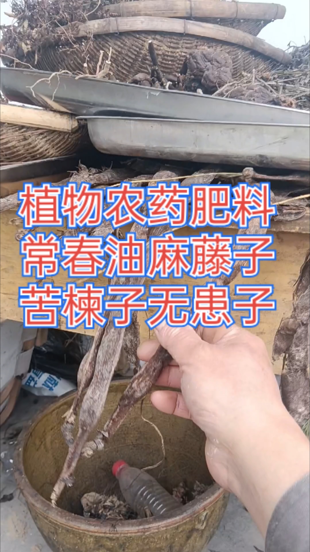 常春油麻藤,苦楝子,无患子,茶叶变身天然杀虫剂#峨眉山打野直播# #真实生活记录#植物农药