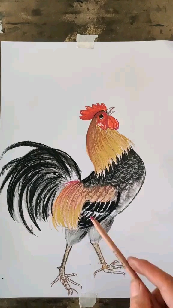 如何用彩铅画公鸡
