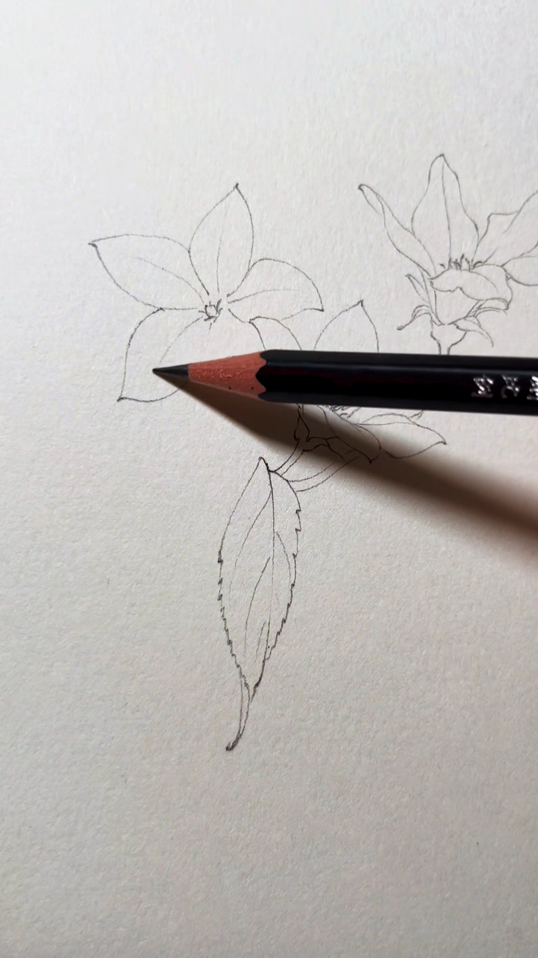 用铅笔画花卉白描图