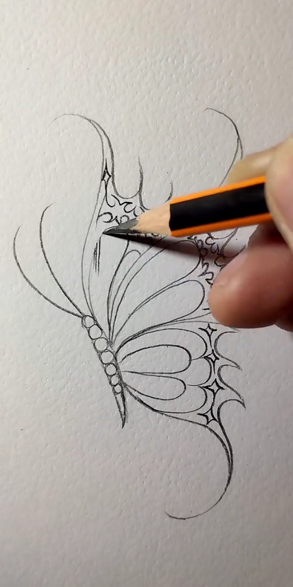 蝴蝶素描教程