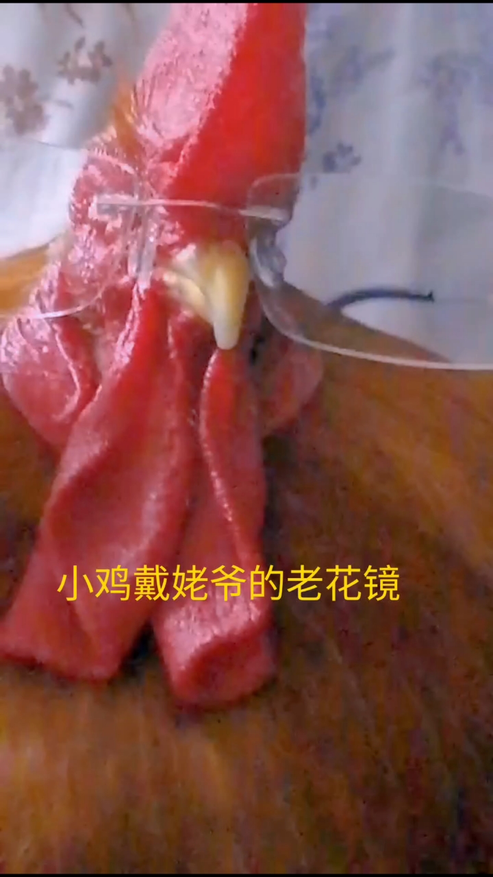 小鸡戴上姥爷的眼镜,萌萌哒