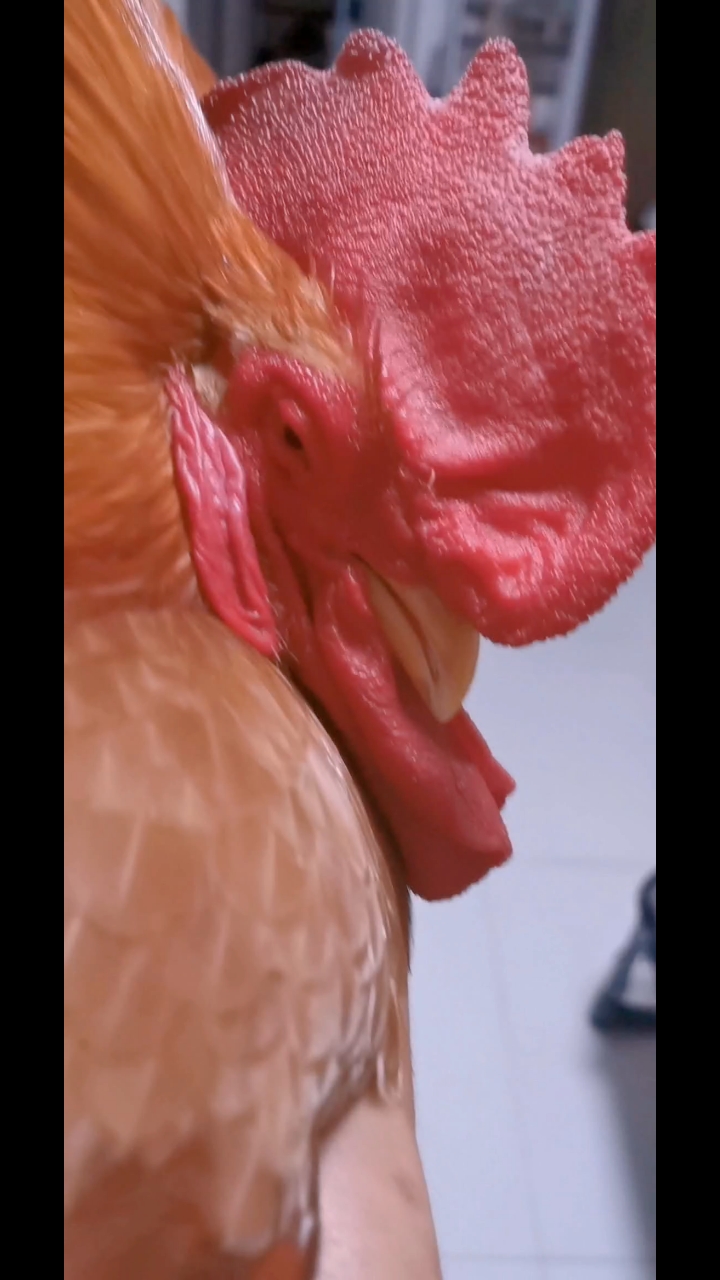 小鸡脚丫受伤姥爷抱着涂药,小鸡躺在姥爷怀里像婴儿般可爱