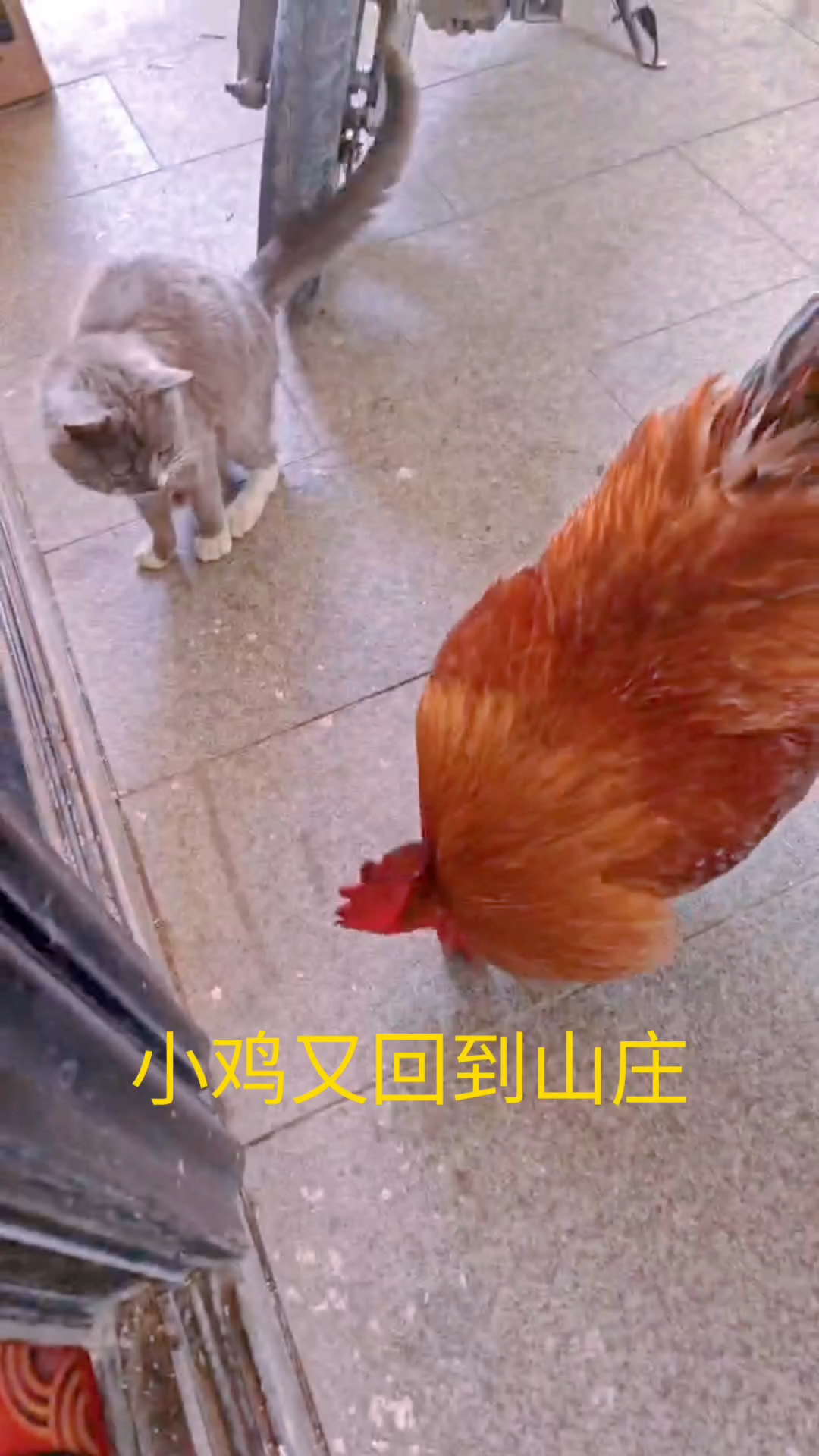 小鸡的记忆力真的很短吗?回家一趟不记得山庄的新主人了