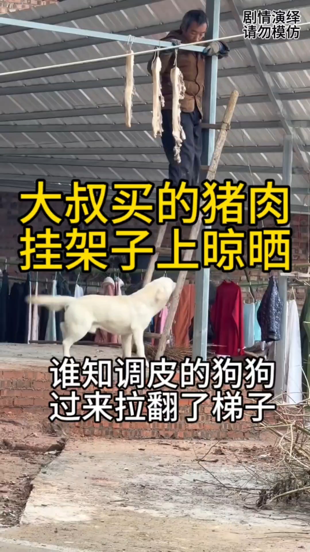 大叔买的猪肉挂架子上晾晒，谁知调皮的狗狗过来拉翻了梯子