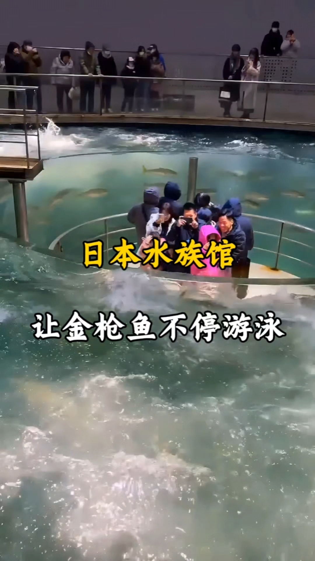日本的这一水族馆 让鱼不停的游泳#金枪鱼 #水族馆