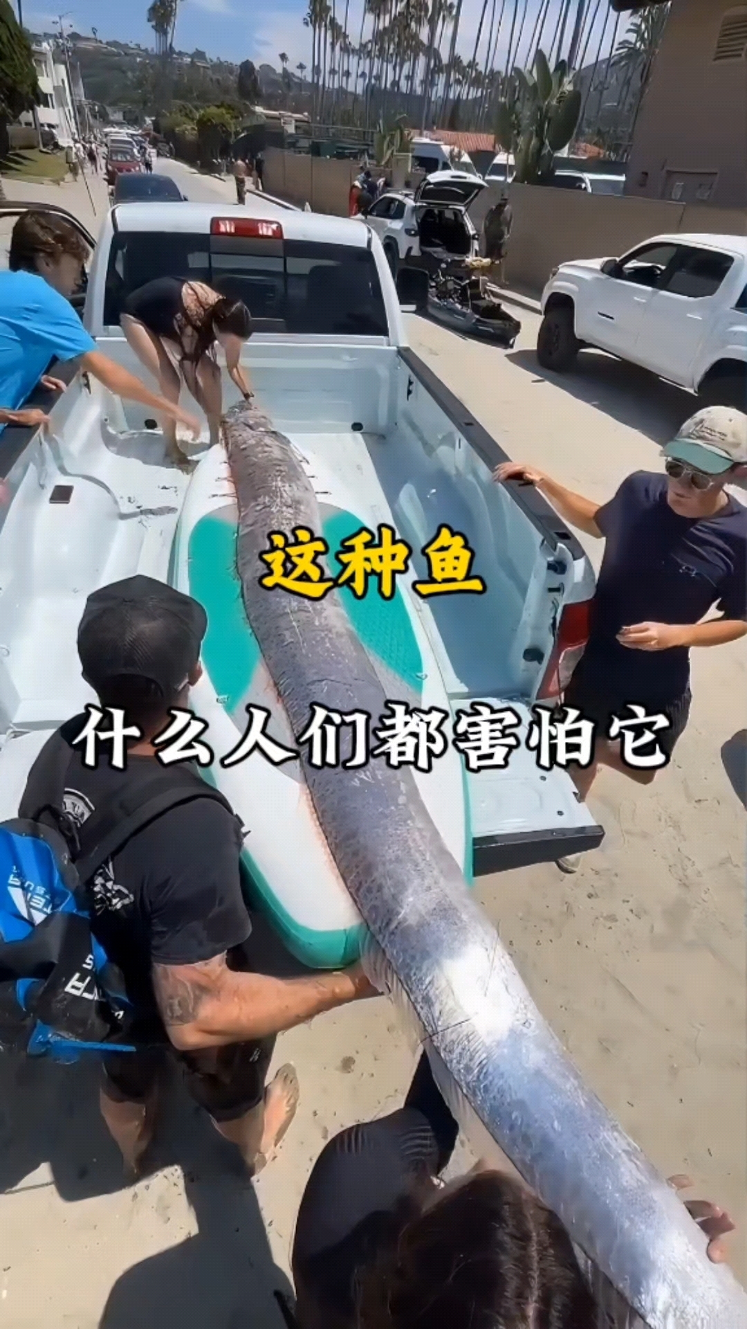 这种鱼为什么人们都害怕它呢 #地震鱼 #皇带鱼