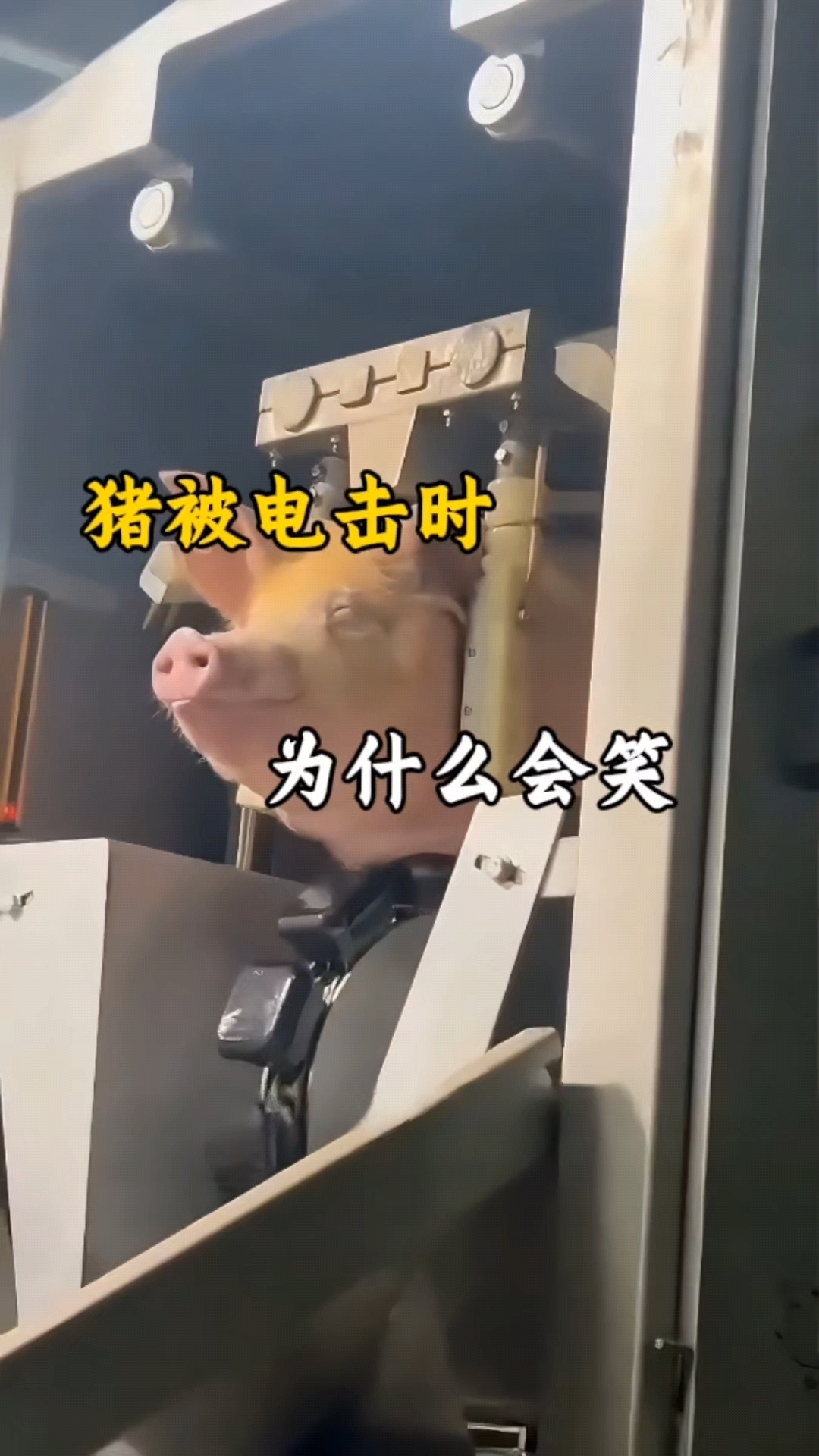 猪被电击时 为什么还会露出微笑 #猪 #涨知识