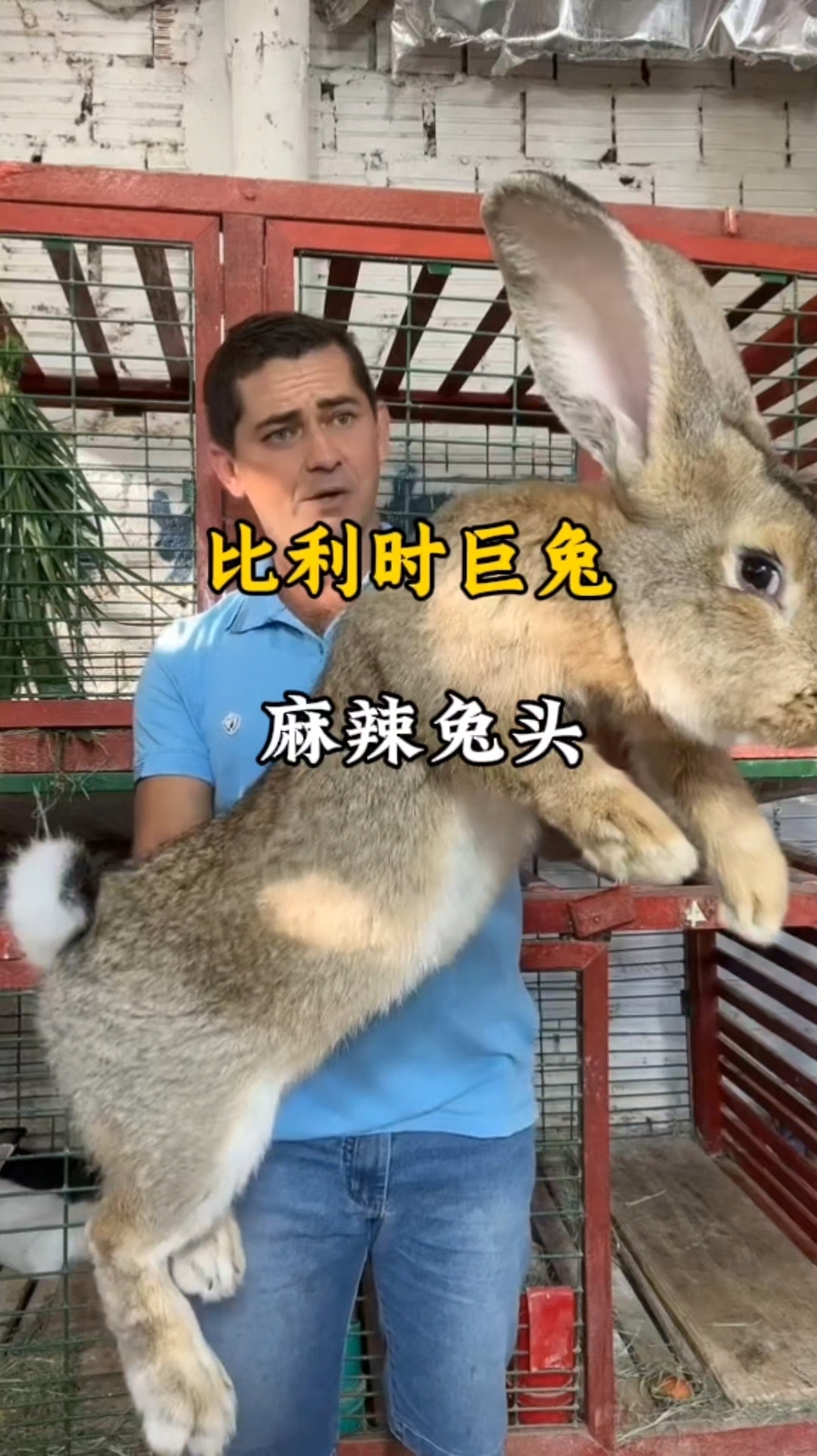 比利时的巨型兔子 用它做麻辣兔头 不知道什么味道