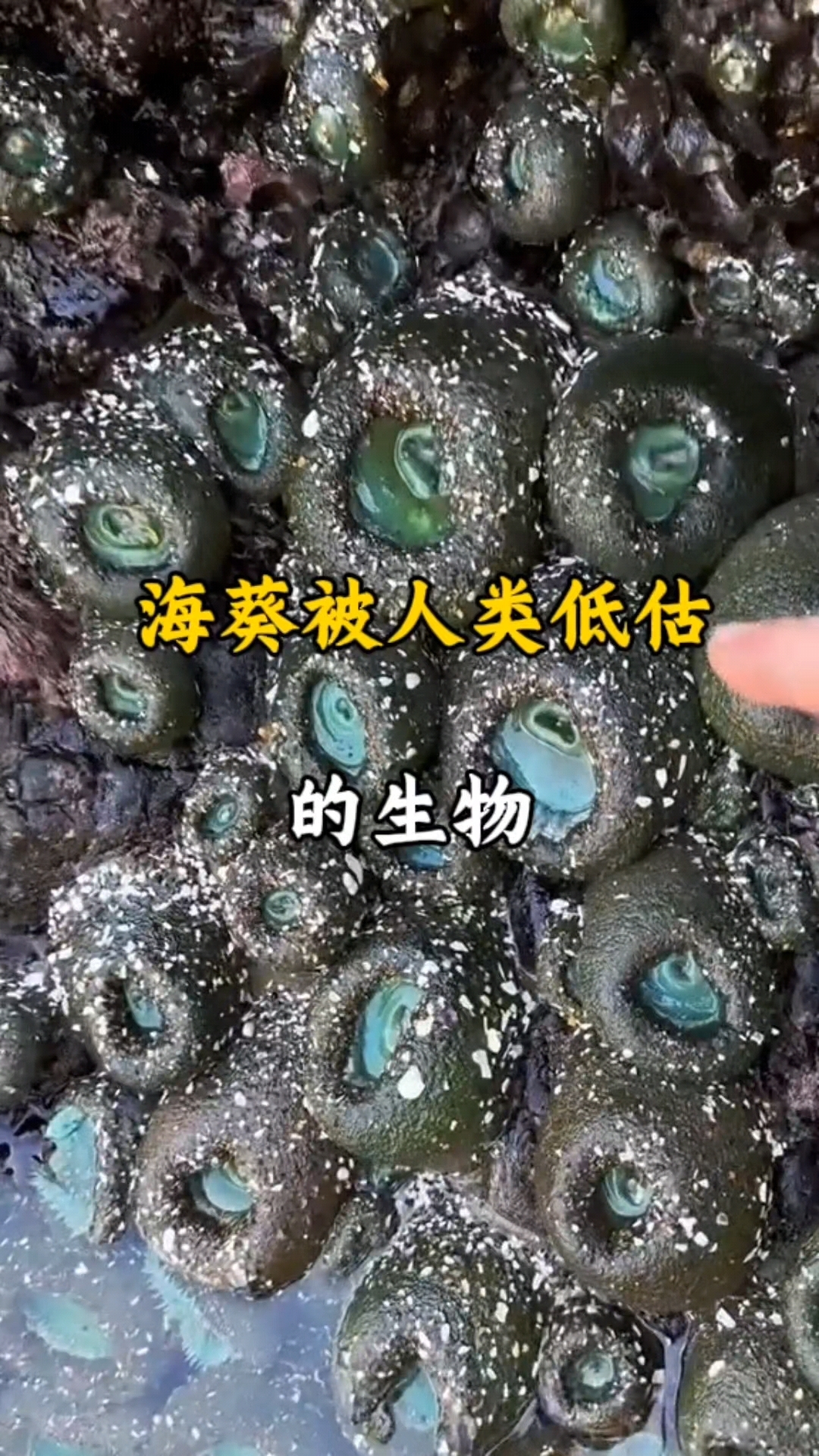 海葵绝对是被低估的海洋生物之一#海葵
